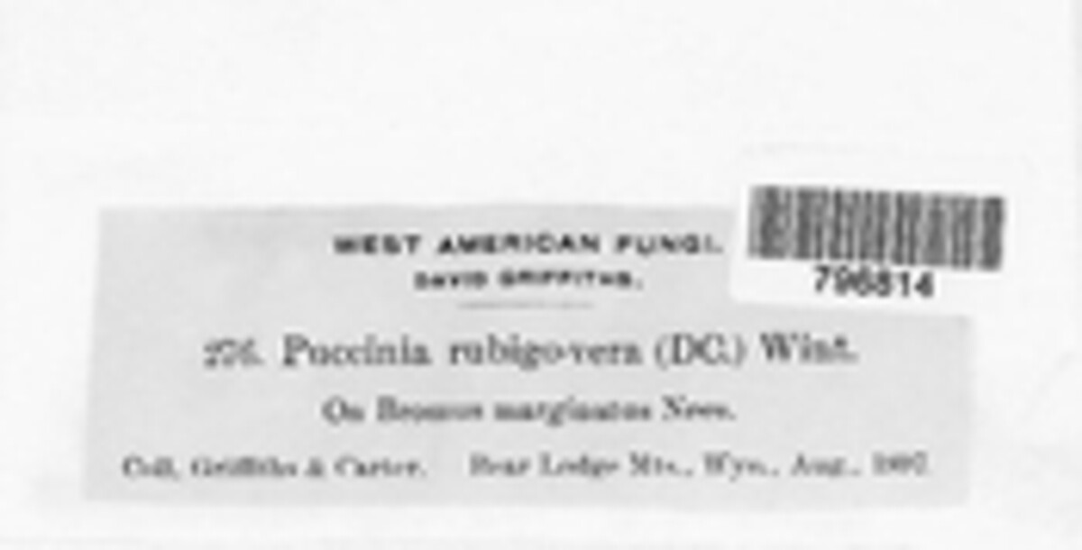 Puccinia recondita image